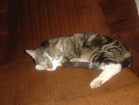 mon gro chat,yoda, kan il et adulte