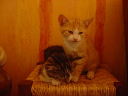 voila Yoda et Kity,sa seur