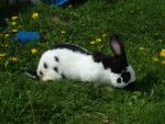 lapin